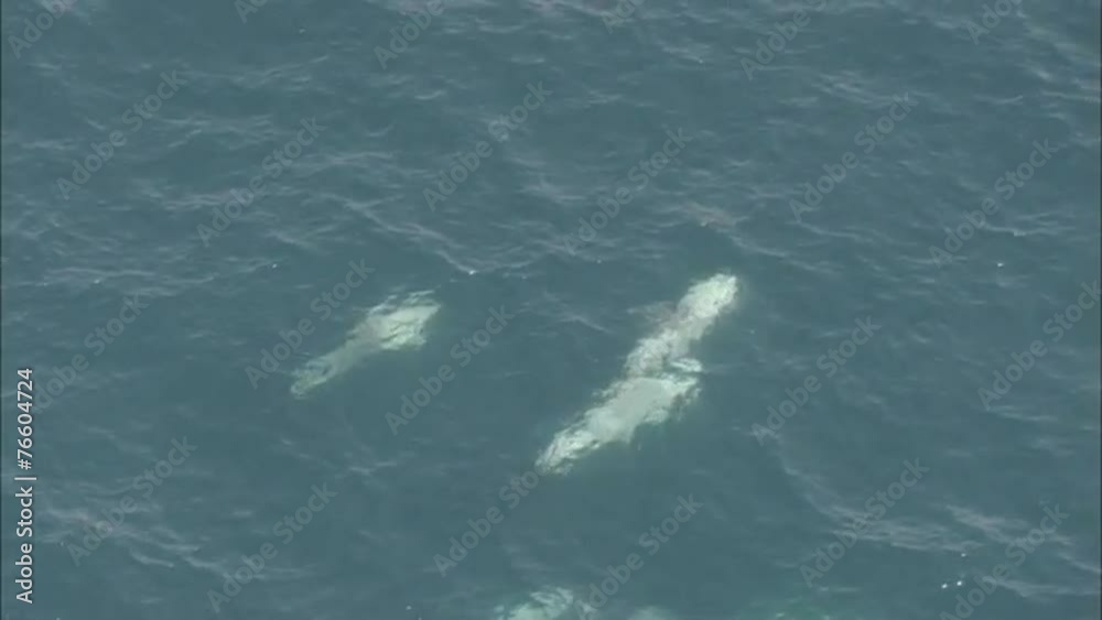 Pod Dolphins Ocean Pod Dolphins Ocean