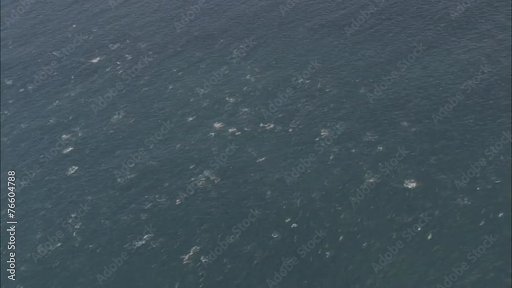 Dolphins Ocean Mammal