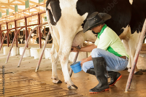 Fotografia Workers are milking the cows by hand.