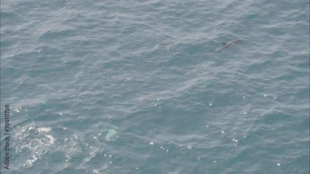 Pod Dolphins Ocean Pod Dolphins Ocean