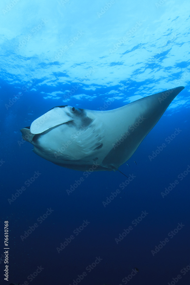 Fototapeta premium Manta Ray