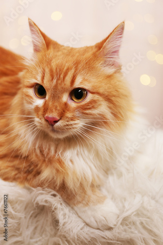 Fototapeta Naklejka Na Ścianę i Meble -  Lovable red cat on lights background