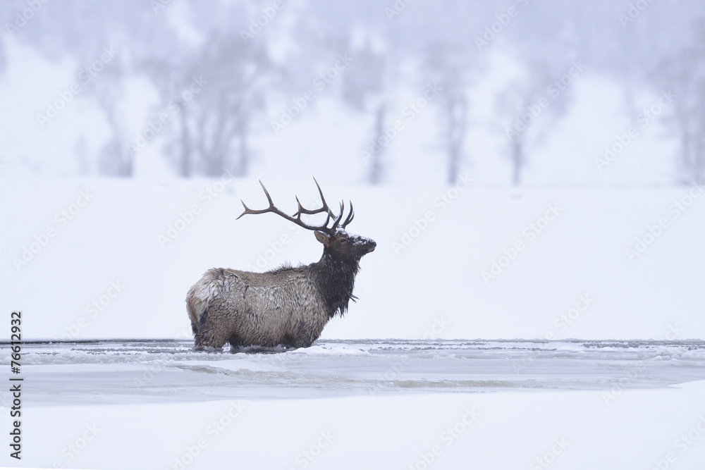Fototapeta premium Winter bull elk