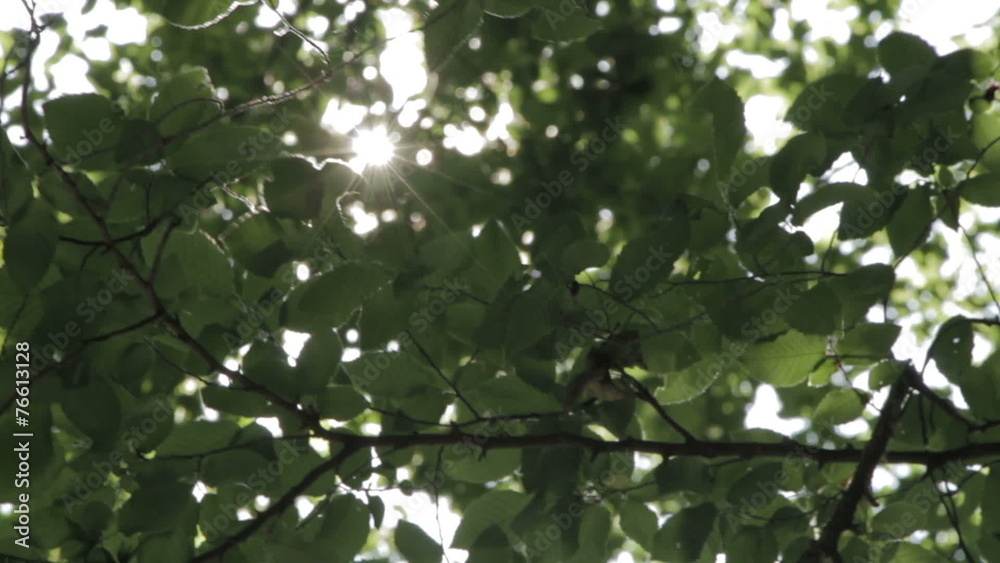 Sun shining through the branches and leaves of trees in a forest Sun shining through the branches and leaves of trees in a forest