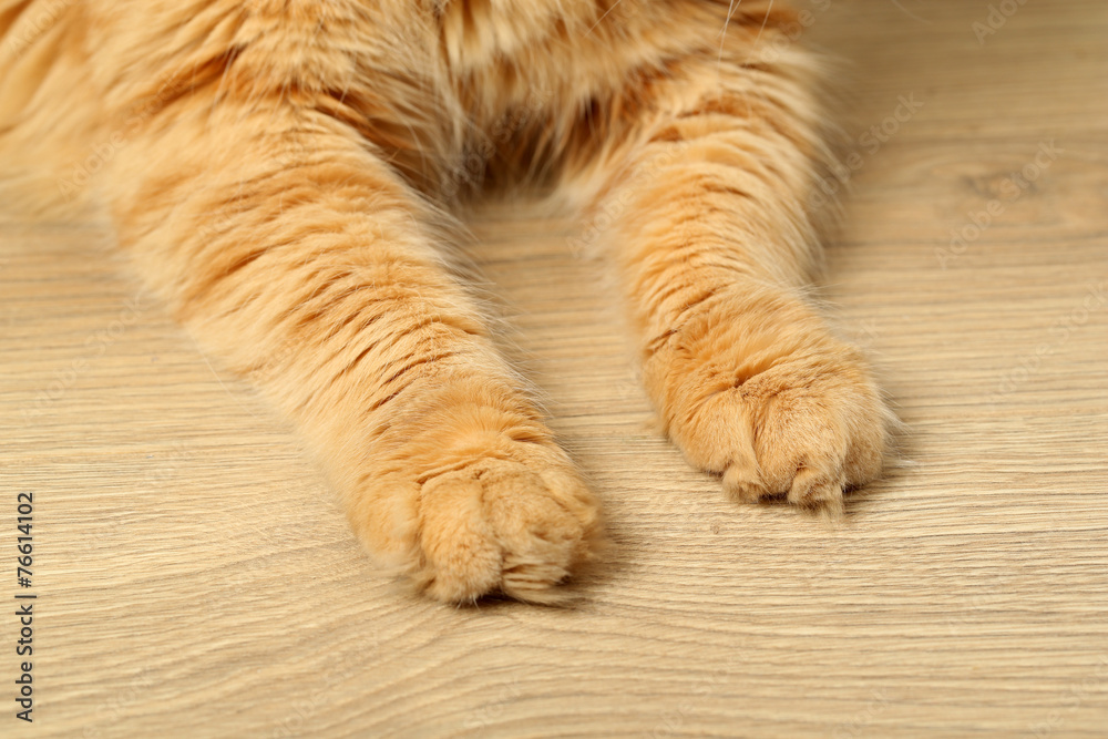Fototapeta premium Paws of red cat on wooden floor background