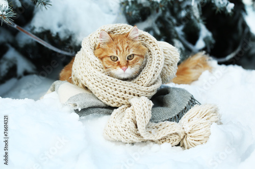 Red cat wrapped with scarf