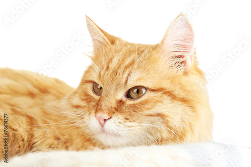Red cat on warm plaid and light background