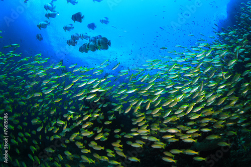 School of yellow Snapper fish underwater