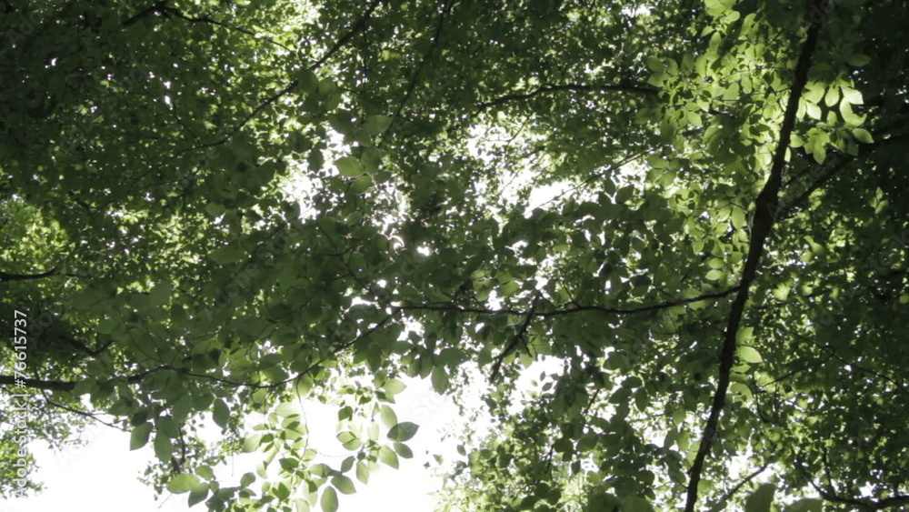 Sun shining through the branches and leaves of trees in a forest Sun shining through the branches and leaves of trees in a forest