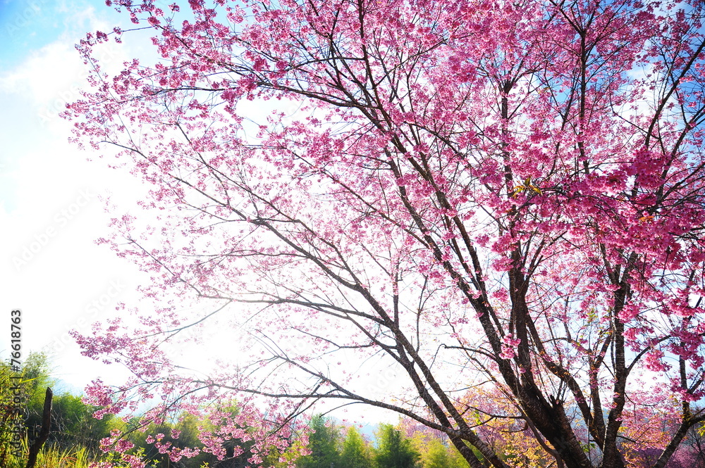Superb Pink Cherry Blossoms