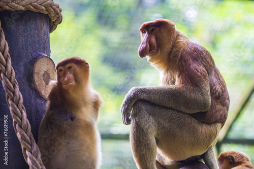 Proboscis monkey in the zoo of Kota Kinabalu, Malaysia. photo