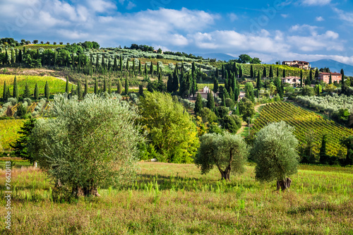 Vineyards  amd olive trees ...