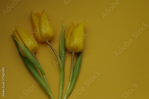 Tulpen photo