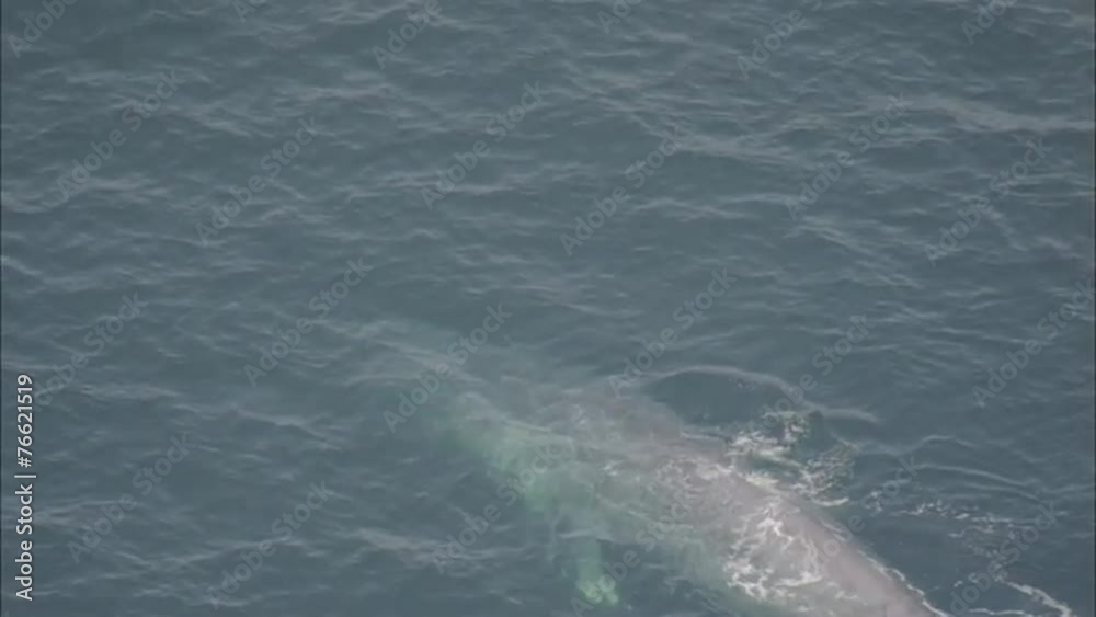 Whale Ocean Whale Ocean