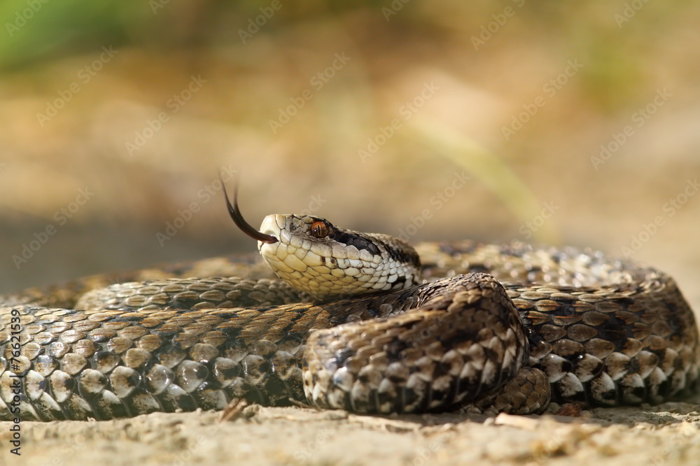 beautiful venomous european snake beautiful venomous european snake