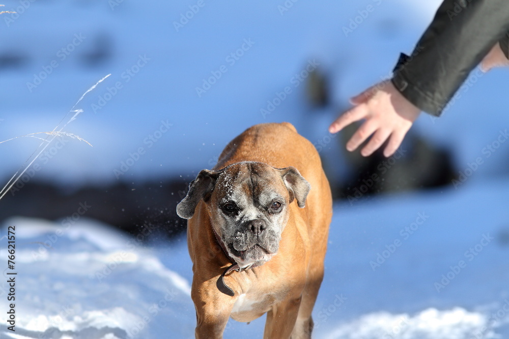 boxer dog running towards human hand