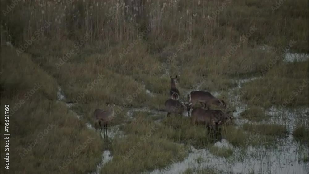 Africa Savanna Deer Migrating Africa Savanna Deer Migrating