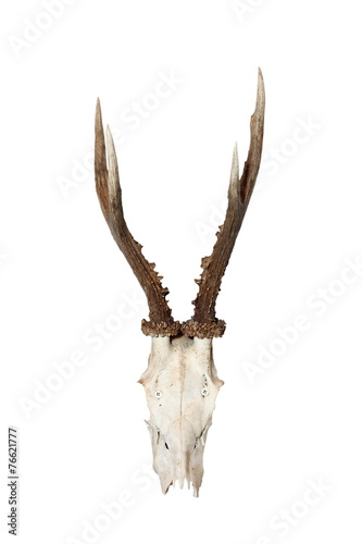 isolated roebuck hunting trophy © taviphoto