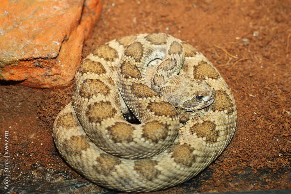 western rattlesnake basking in terrarium western rattlesnake basking in terrarium
