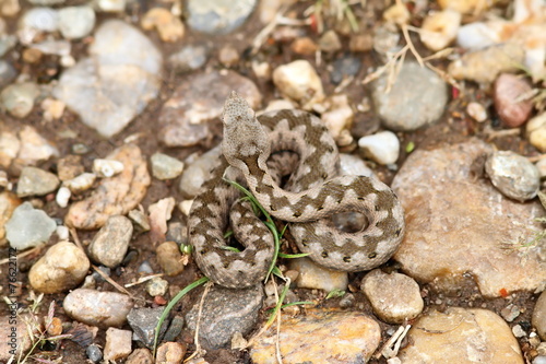 young european sand viper camouflage