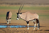 Gemsbok antelopes, Kalahari desert