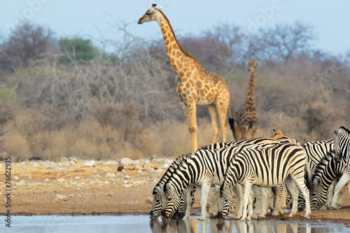 Plains zebras and giraffes, Etosha National Park