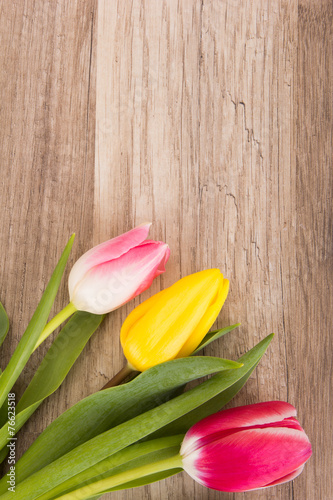 Bunte Tulpen