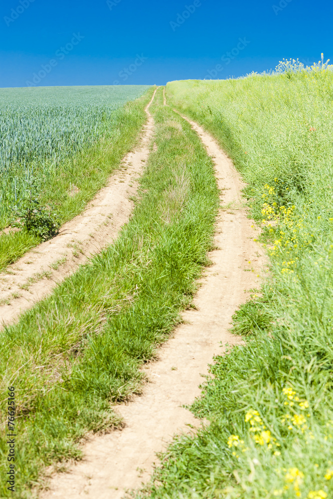 field with a path, Czech Republic field with a path, Czech Republic