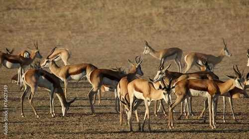 Herd of springbok antelopes, Kalahari desert