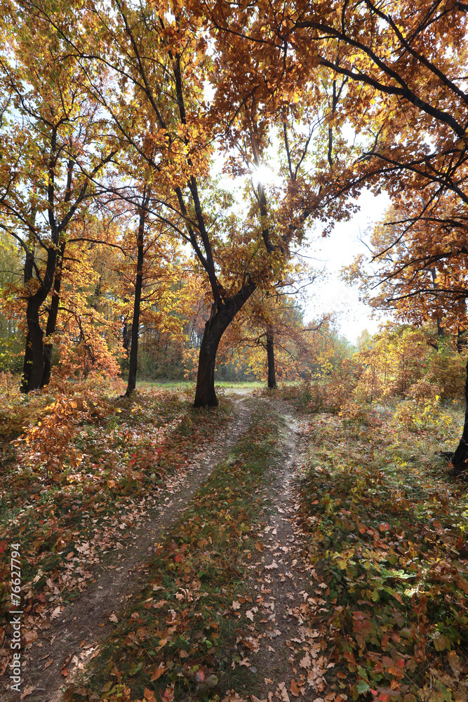 forest road