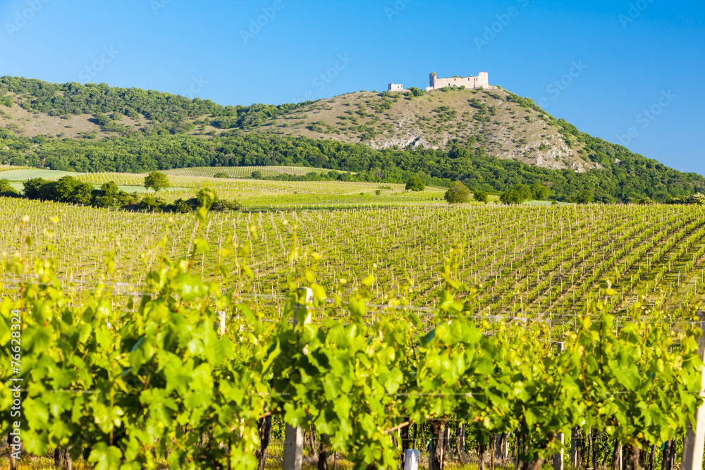 ruins of Devicky Castle with vineyards, Czech Republic ruins of Devicky Castle with vineyards, Czech Republic
