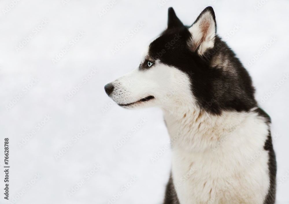 Profile of husky dog in winter day