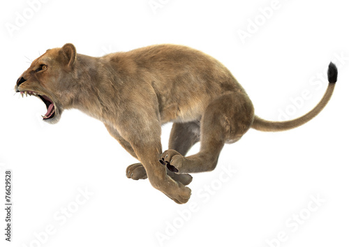 Fototapeta Naklejka Na Ścianę i Meble -  Hunting Lioness