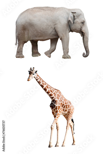 An Asian Elephant and a Giraffe Isolated