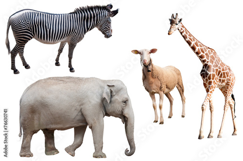 Fototapeta Naklejka Na Ścianę i Meble -  A Zebra, Elephant, Sheep and Giraffe Isolated
