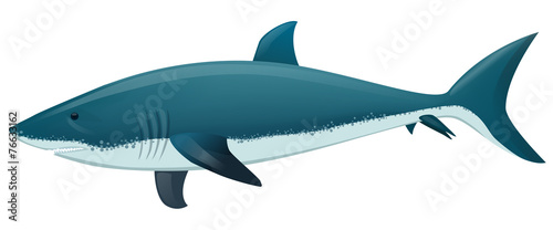 Vector illustration of a Shark photo