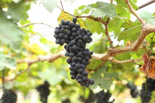 red wine grapes hanging