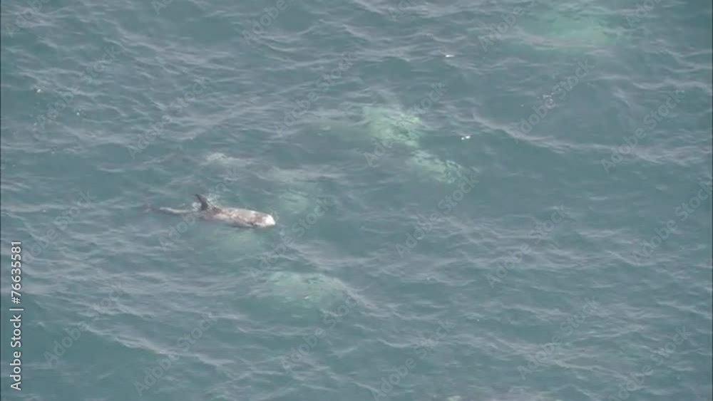 Pod Dolphins Ocean Pod Dolphins Ocean