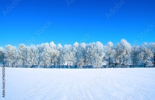 Frosted trees