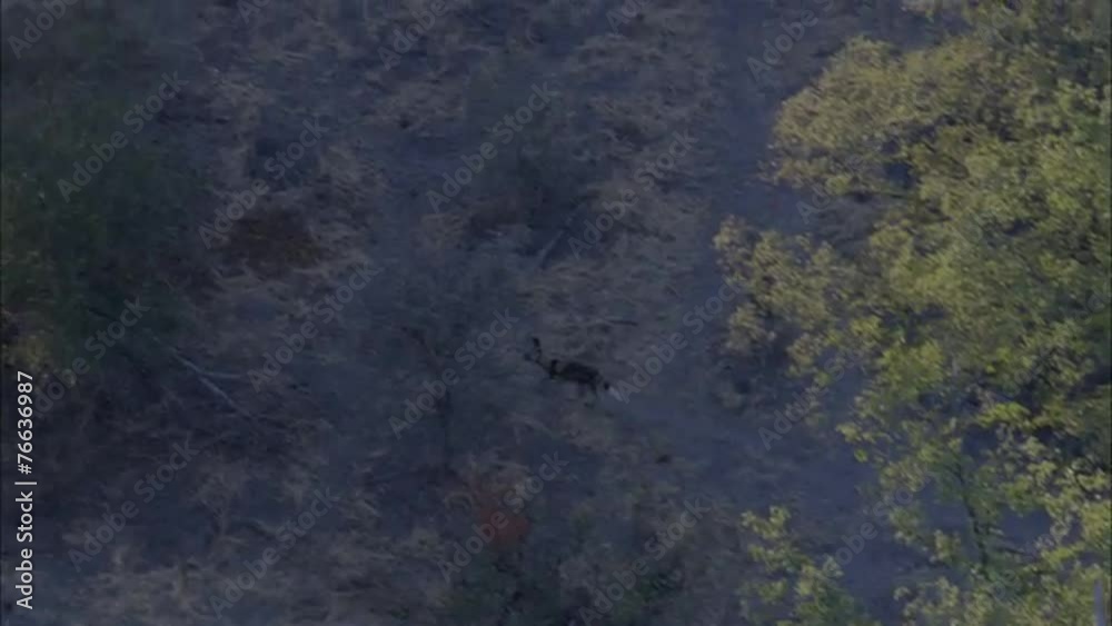 Wild Dogs Wild Dogs
