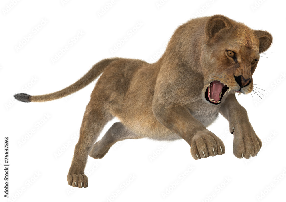 Fototapeta premium Hunting Lioness