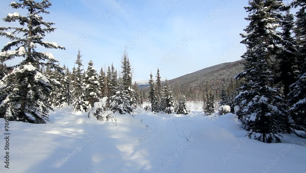 Nature Snow Trees Winter Nature Snow Trees Winter