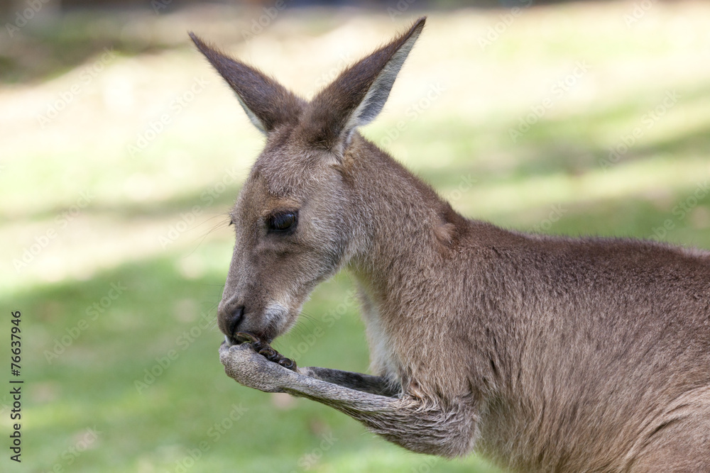 Portrait of an eating red Kangaroo in Australia