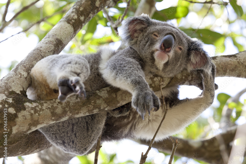 Fototapeta premium Koala relaxing in a tree, Australia