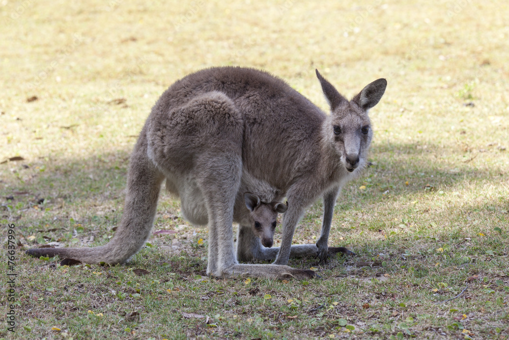 Red Kangaroo mother and joey  in Australia