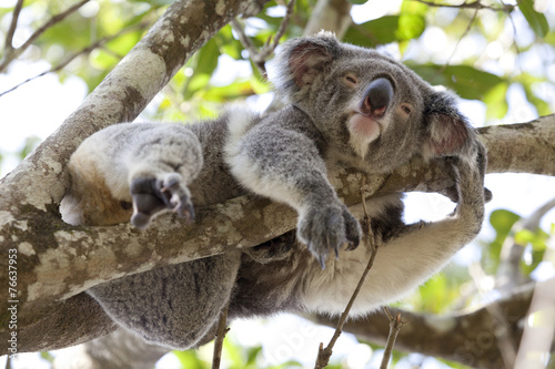 Fototapeta Naklejka Na Ścianę i Meble -  Koala relaxing in a tree, Australia