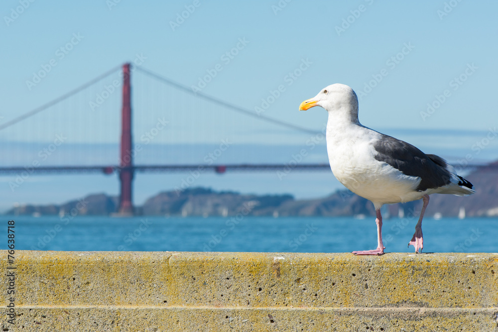 Obraz premium Seagull walking on a railing in front of the Golden Gate Bridge