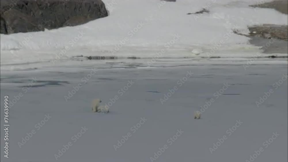 Polar Bears Scavenging Norway Polar Polar Bears Scavenging Norway Polar