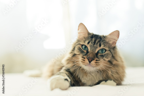 Grey cat lying on bed