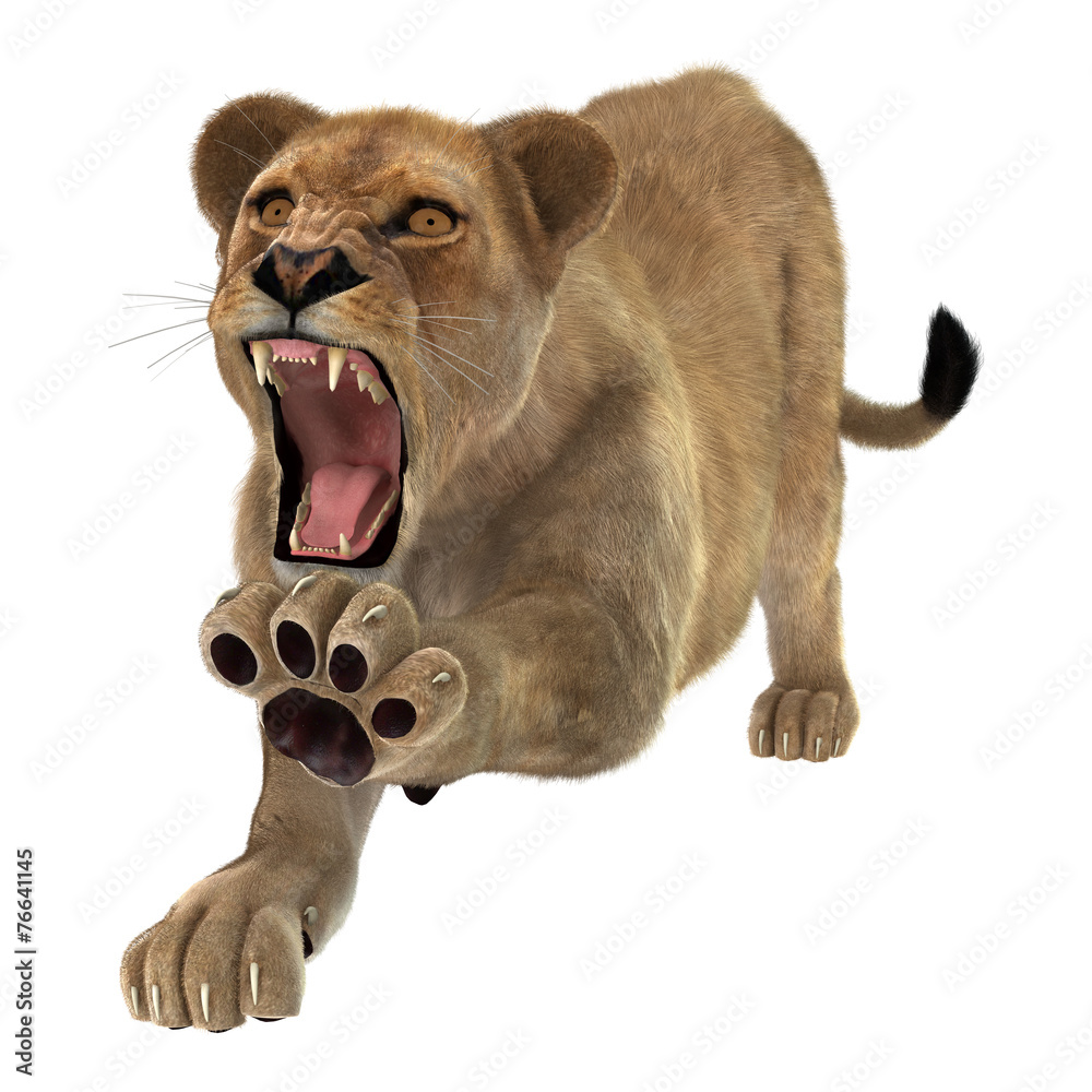 Obraz premium Angry Lioness